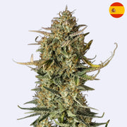 Fat Banana Autoflowering Samen