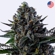 First Lady Feminsierte Samen - Anesia Seeds
