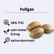 Fullgas! Feminisierte Samen