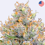 Future #1 Feminsierte Samen - Anesia Seeds