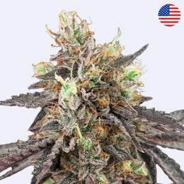 Gelato 41 x Gelato 41 Autoflowering Samen