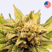 Cali Bundle | 3 Premium Cali-Sorten