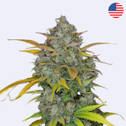 Gelato Autoflowering Samen