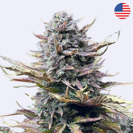 Gorilla Cookies Autoflowering Samen - 420 Fast Buds