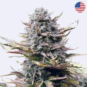 Gorilla Cookies Autoflowering Samen