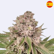 Gorilla Glue 4 - Bulk Seeds - Steckling close-up view of cannabis flower