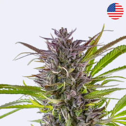 Green Gelato Feminisierte Samen