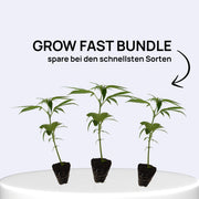 Grow Fast Bundle mit drei schnell wachsenden Stecklingen auf einem weißen Tisch.