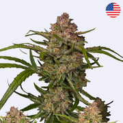 Guava Autoflowering Samen