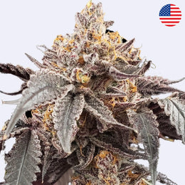 Guava x Gelato 41 Autoflowering Samen