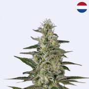Hawaiian Snow Feminisierte Samen von Green House Seeds mit einer grünen Pflanze auf hellem Hintergrund.