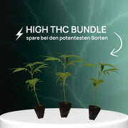 High THC Bundle | 3 sehr potente Sorten