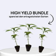 High Yield Bundle - Set mit 3 ertragsstarken Stecklingen für maximale Erträge.