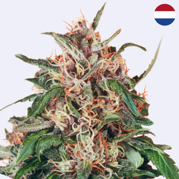 Hollands Hope Feminisierte Samen