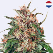 Hollands Hope Feminisierte Samen