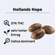Hollands Hope Feminisierte Samen