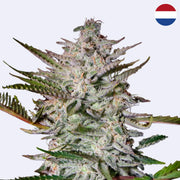 Holy Punch Feminisierte Samen