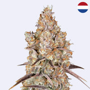 Holy Snow - Feminisierte Samen von Green House Seeds mit dichten, harzigen Knospen auf einem hellen Hintergrund.