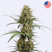 Hulkberry Autoflowering Samen