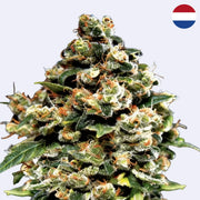 Jack Herer feminisierte Samen von Green House Seeds, detailreiche Cannabisblüte mit großen Trichomen.