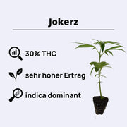 Jokerz cannabis plant showcasing 30% THC, 8-9 weeks growth time, very high yield, and indica-dominant traits.