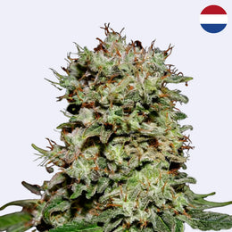 Kalashnikova Feminisierte Samen von Green House Seeds mit starkem Bud und dichtem Pflanzenmaterial.