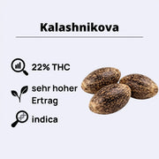 Kalashnikova feminisierte Samen mit 22% THC und sehr hohem Ertrag, ideal für Indica-Liebhaber.