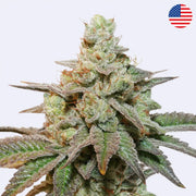 Kerosene Krash Auto Feminisierte Samen