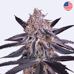 King's Juice Autoflowering Samen