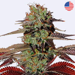 King's Kush Autoflowering Samen