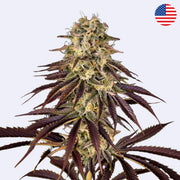 Kong's Krush feminisierte Samen von Green House Seeds mit dichten Blüten und lila Blättern.