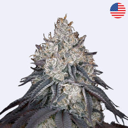 Lemon Orange Feminisierte Samen