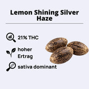 Lemon Shining Silver Haze feminisierte Samen