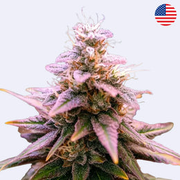 Lemon Mandarin Feminisierte Samen - 420 Fast Buds Blüte mit frostiger Harzschicht und lila Blättern.