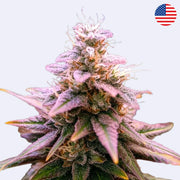 Lemon Mandarin Feminisierte Samen - 420 Fast Buds Blüte mit frostiger Harzschicht und lila Blättern.