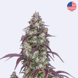 Lemon Pie Autoflowering Samen - 420 Fast Buds