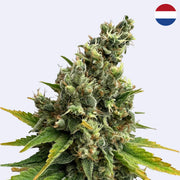 Lemongrass Feminisierte Samen