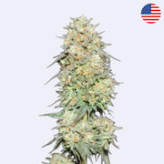 Lemonpaya Feminisierte Samen von Fast Buds, blühende Cannabis-Pflanze mit dichten Buds