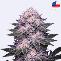 Lilac Cookies Ethos Genetics - Steckling