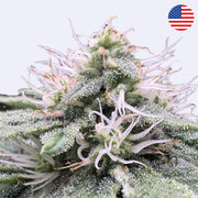 Lilac Cookies - Steckling