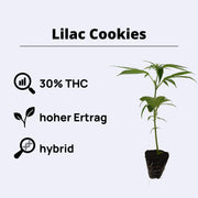 Lilac Cookies - Steckling