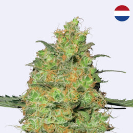 Master Kush Blüte von Sensi Seeds, grüne Knospe mit orangefarbenen Fäden, 100% Indica, feminisierte Samen.