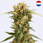 Medusa F1 Autoflowering Samen von Royal Queen Seeds, grüner Cannabisblütenstrauch mit harzigen Knospen.