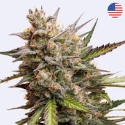 Melonade Runtz Autoflowering Samen