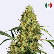 Mexican Sativa Feminisierte Samen von Sensi Seeds, blühende Pflanze mit grünen Blättern und Harz.
