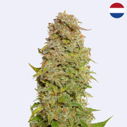 Milkshake Kush Autoflowering Samen