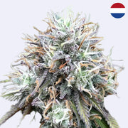 Mimosa x Orange Punch - Steckling