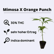 Mimosa X Orange Punch plant with 30% THC, sativa dominant, high yield, 7-8 weeks growth time.