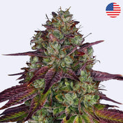 Mimosa Evo Feminisierte Samen von Barneys Farm mit grünen und purpurnen Blüten - Hochwertige Cannabissorte