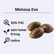 Mimosa Evo Samen mit 30% THC, hohem Ertrag und Indica-Anteil für hochwertige Ernten.